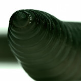 If I Was A Worm